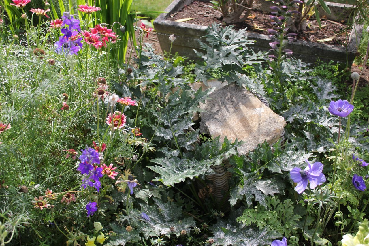 Garden of Ancient Greece at Green Templeton College, August 2019