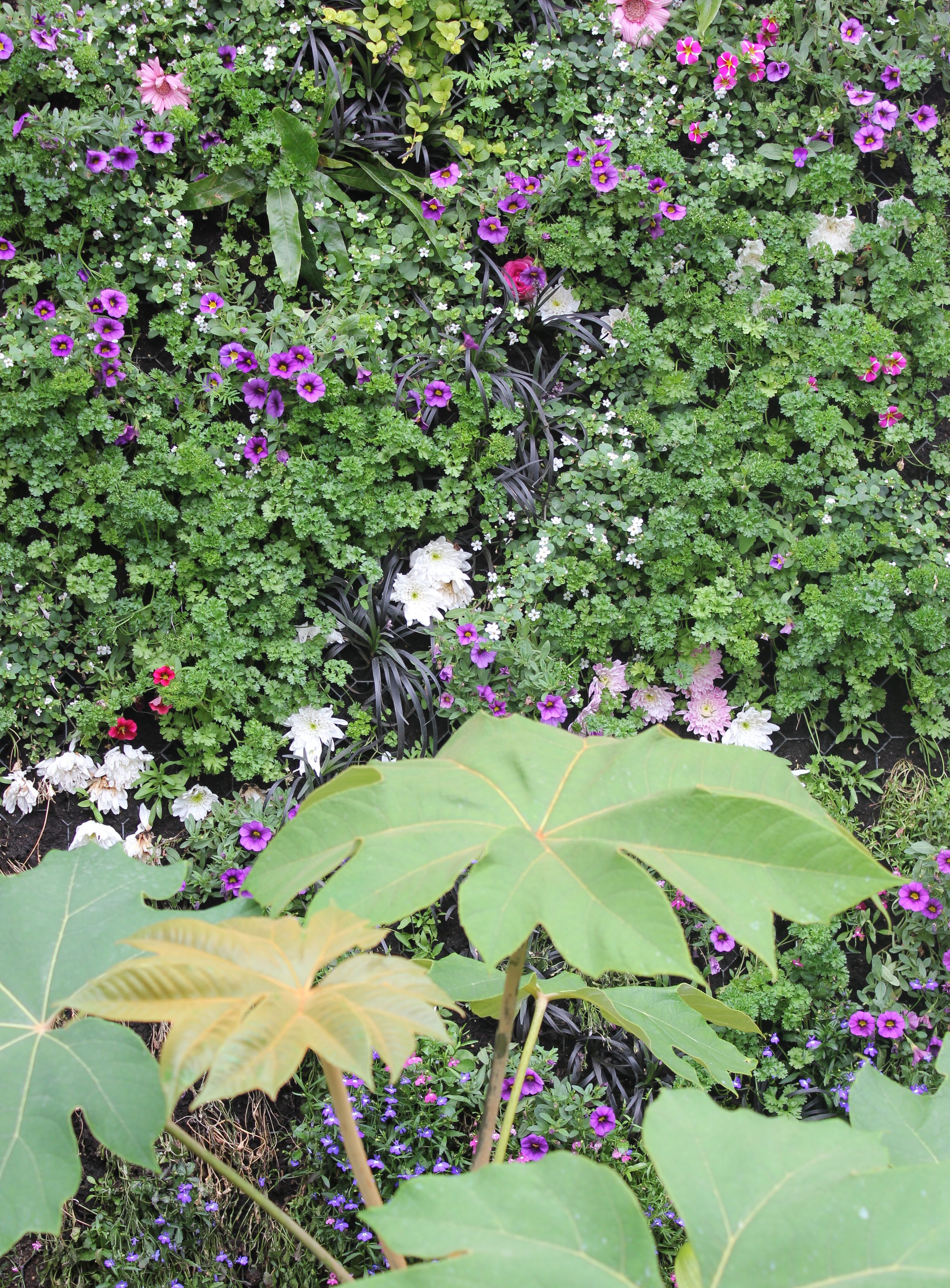 Living Wall in Lankester Quad, July 2019