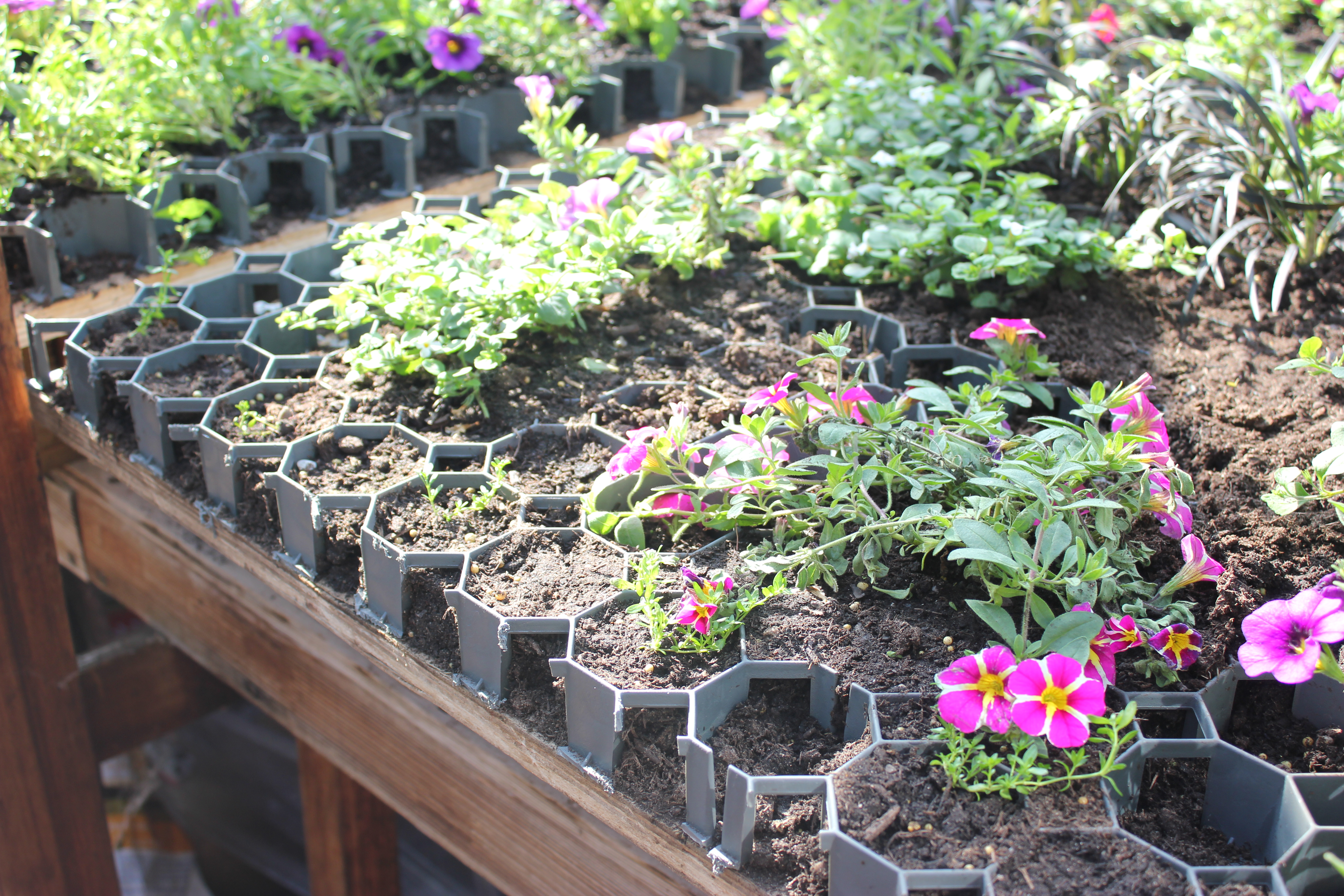 The Living Wall being created, June 2019