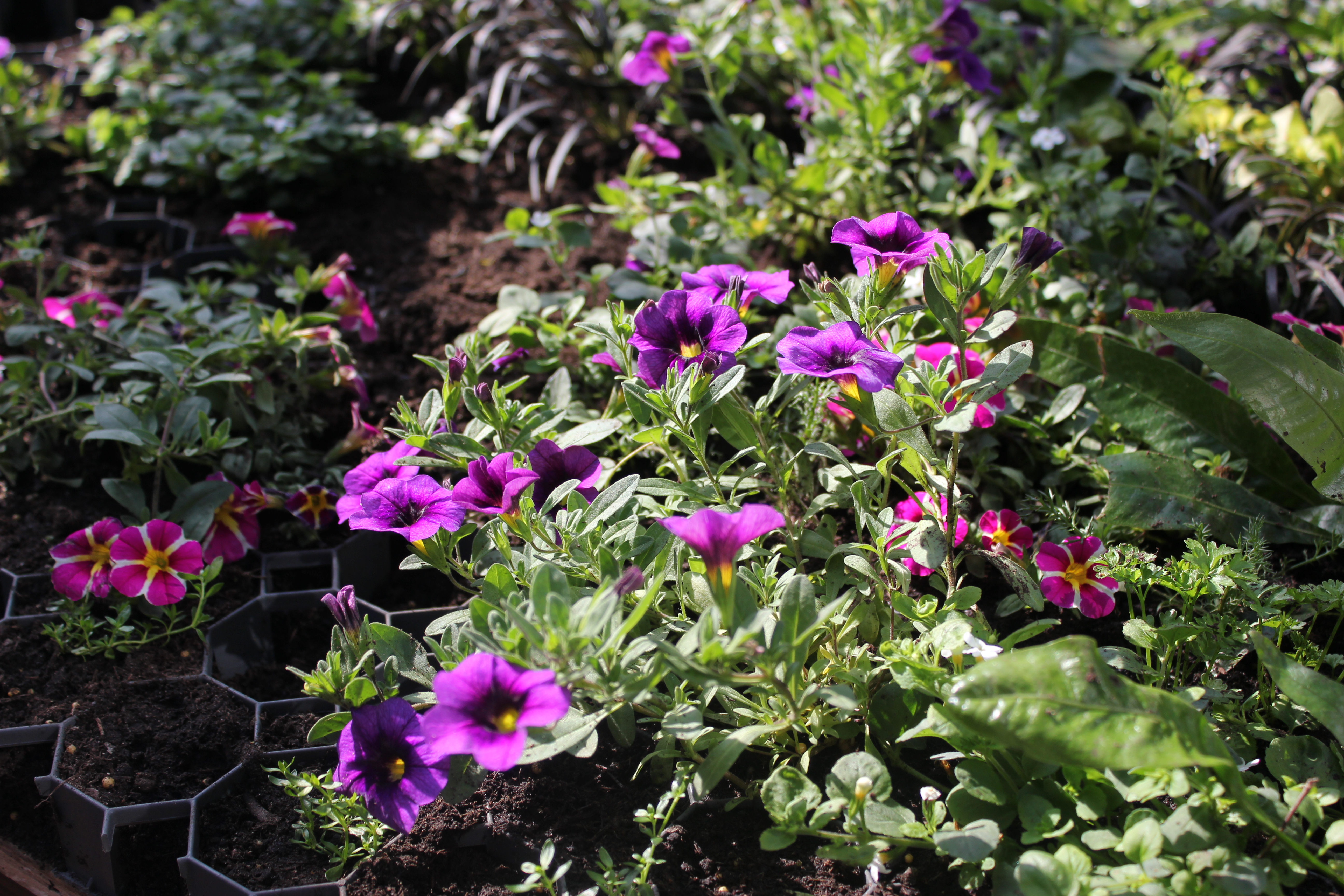 The Living Wall being created, June 2019