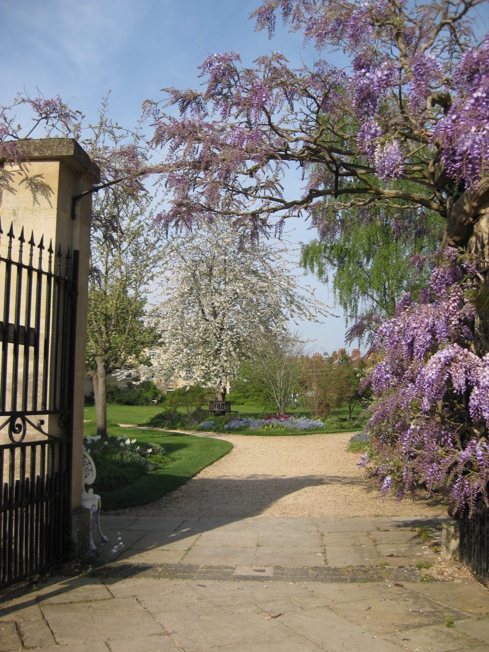 Wisteria as entering Observatory gardens