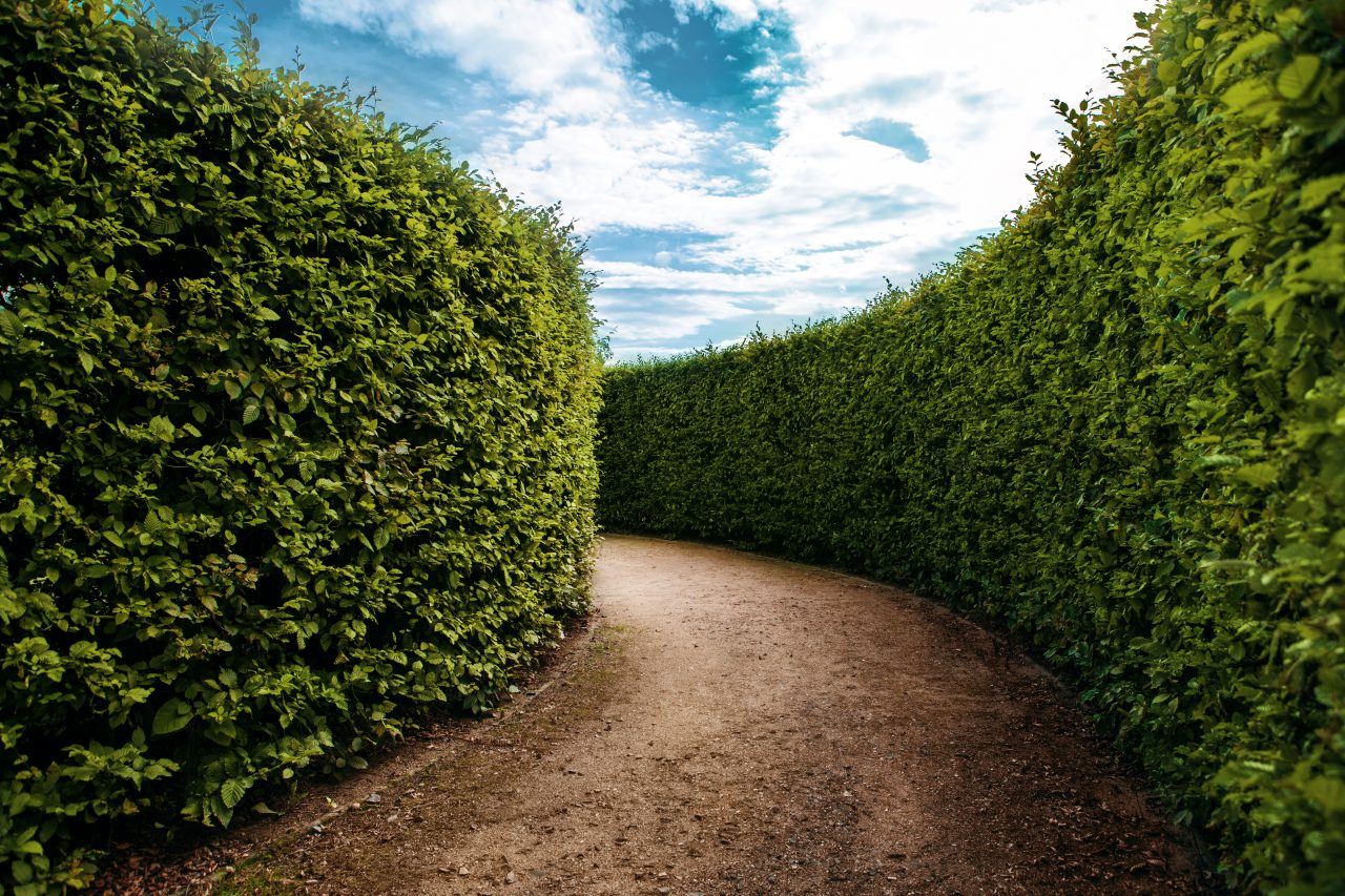 A winding and mysterious path curves around a lush green maze with tall hedge walls