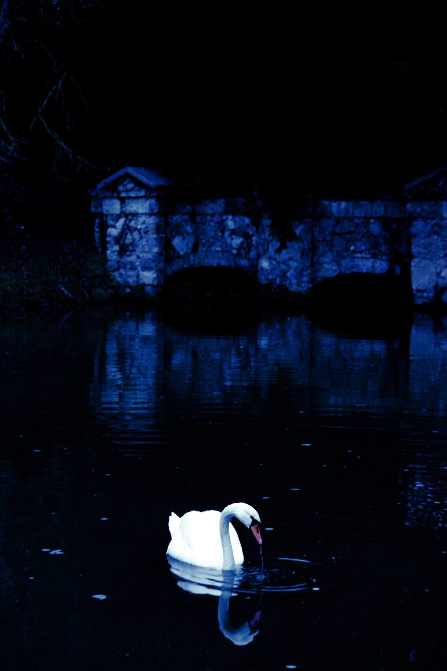 A swan quietly floating in a still river in moonlight