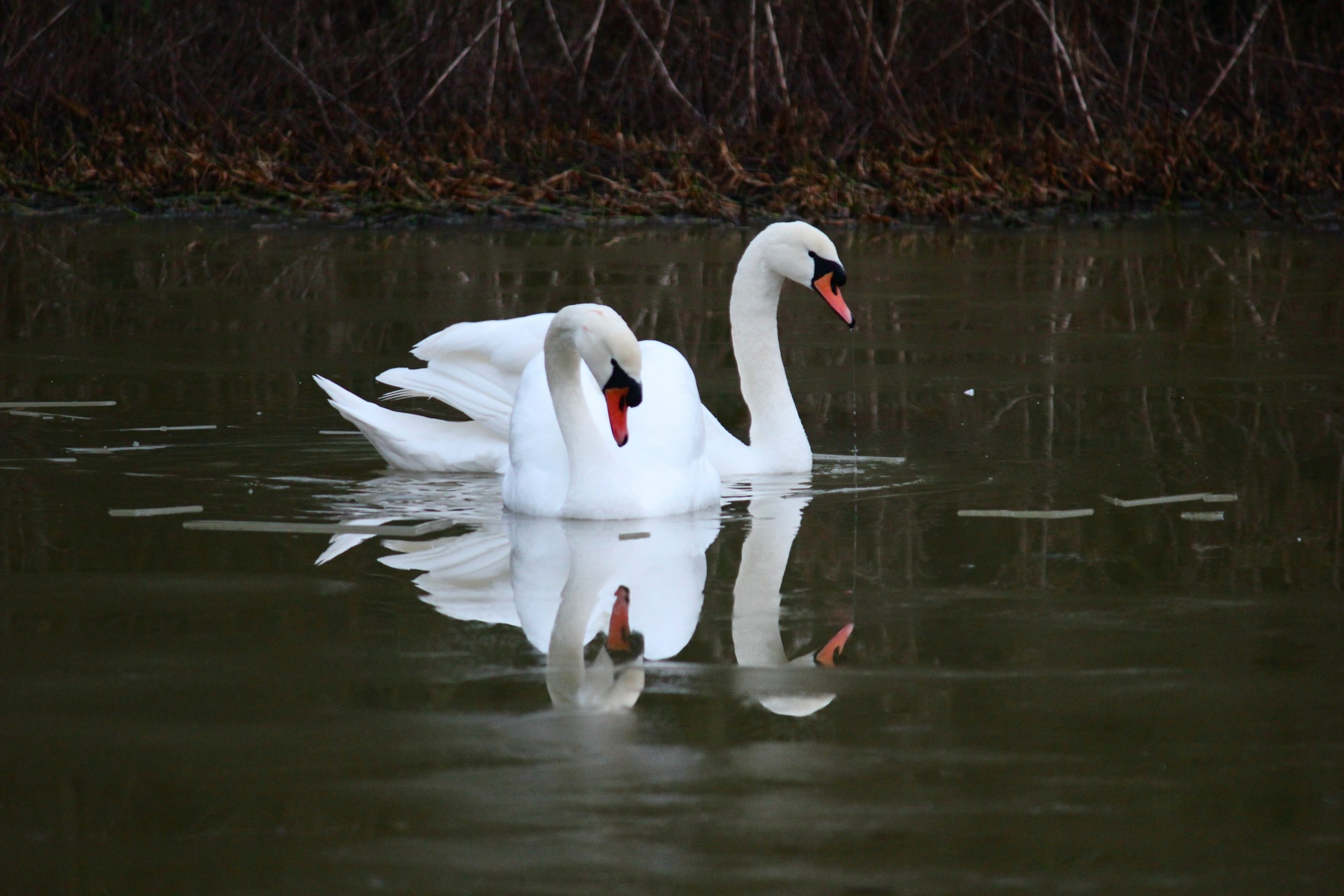 A pair of swans glide gracefully along the Thames during winter in Oxford