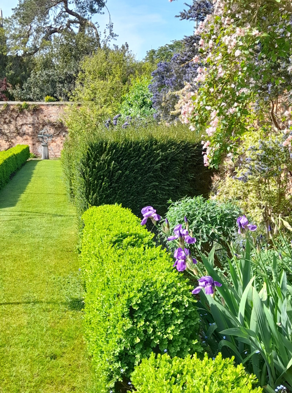 Purple flowers and low hedge along side of quiet and sunny Walled Garden