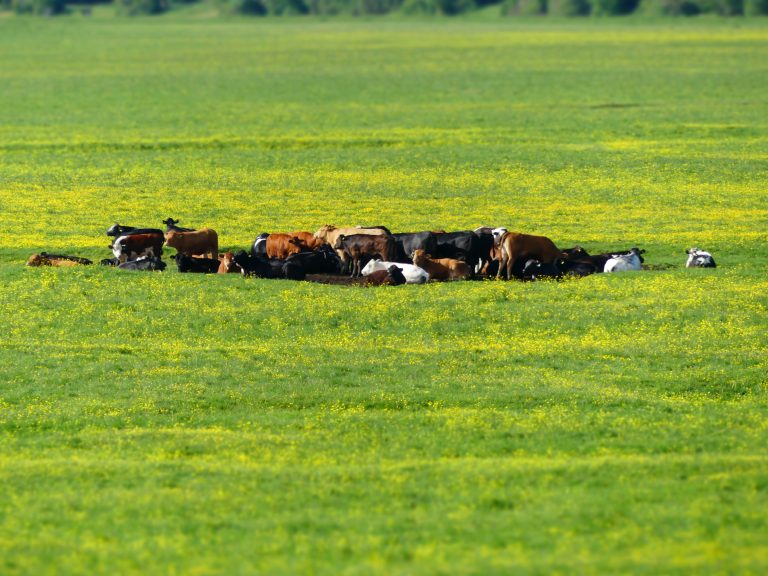 Cows gathered in centre of meadow of grass and yellow flowers