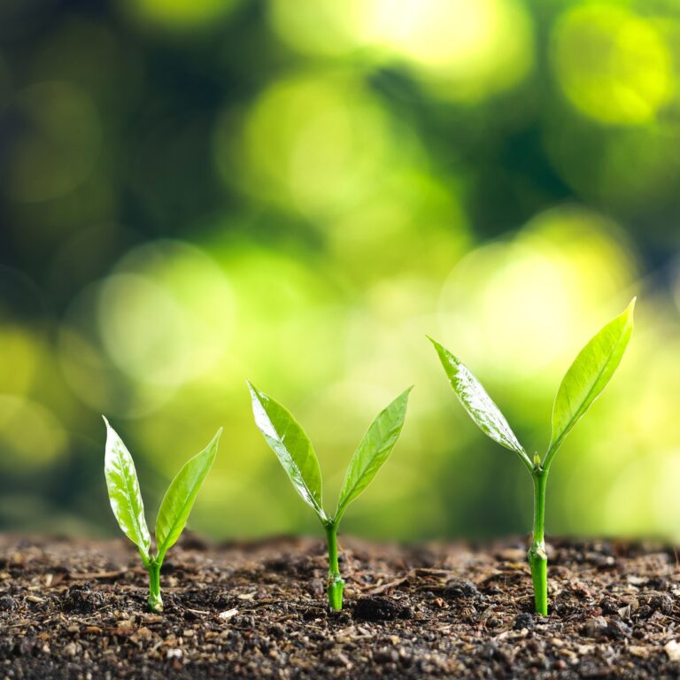 Tree Growth Three Steps In Nature And Beautiful Bokeh