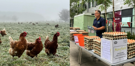 Mayfield Eggs Images