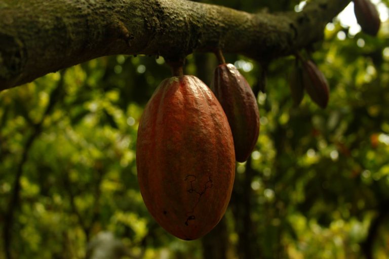 Cocoa Pods On Branch