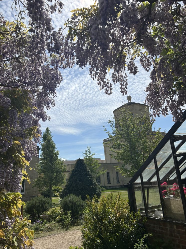 Wisteria and greenhouse in front of the Radcliffe Observatory