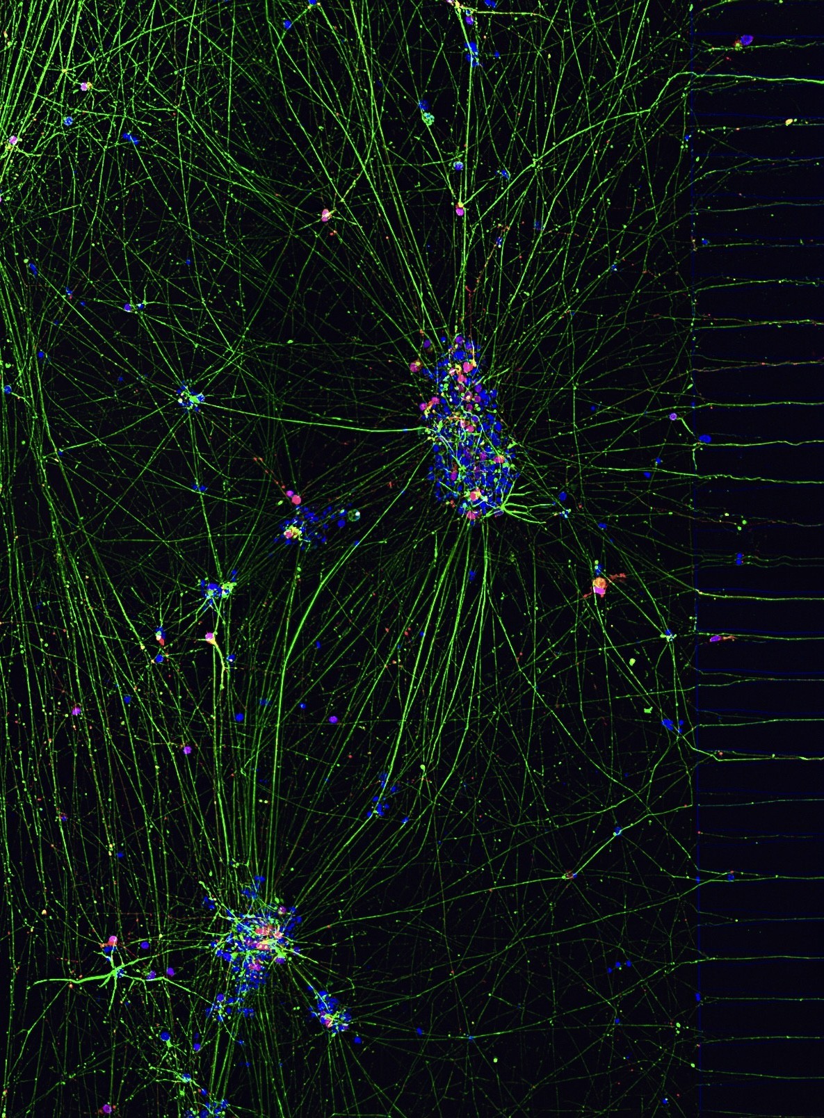 stem cell-derived neurons in a microfluidic device at 20x magnification