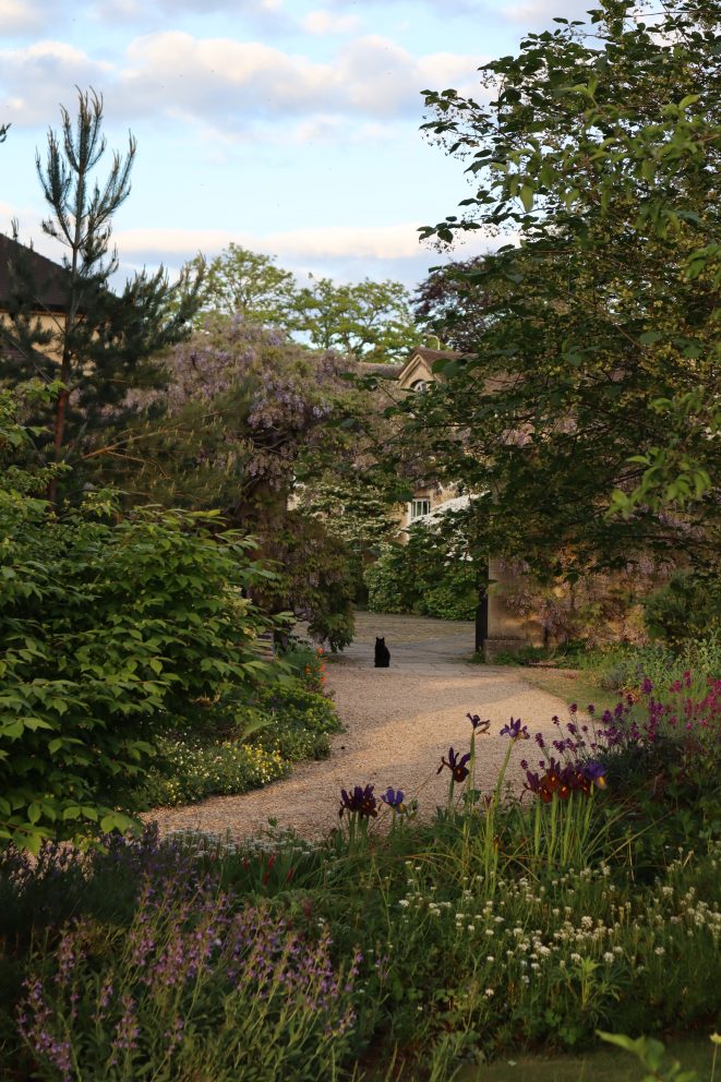 A winding gravel path leads through a lush garden filled with flowering plants, shrubs and mature trees. Purple blossoms hang from a wisteria-covered archway, while a black cat sits in the distance near a stone building partially hidden by foliage. Soft evening light and a blue sky with scattered clouds create a peaceful atmosphere.