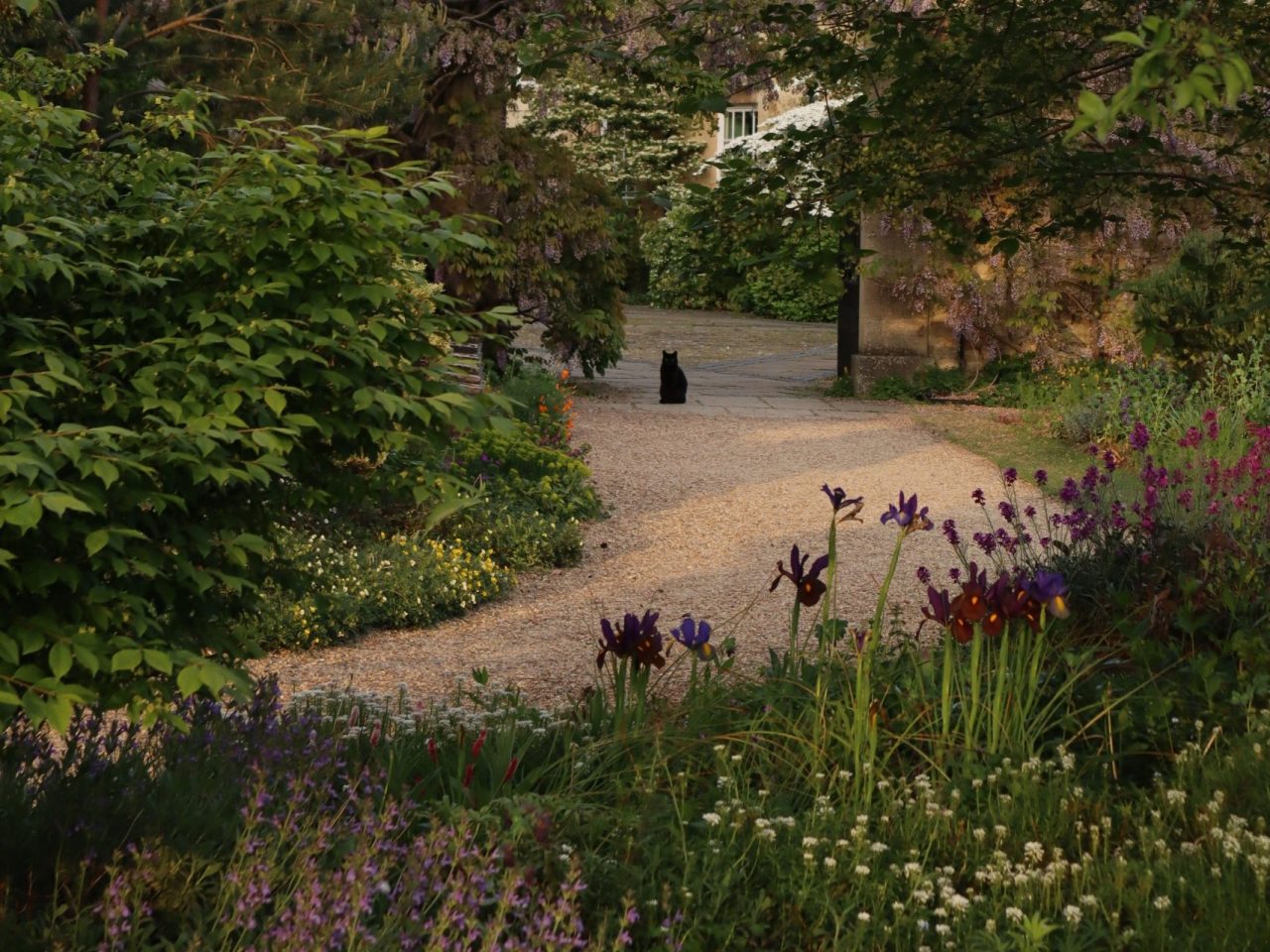 Photography Competition 2026. Winning Photo Of Vincent The Cat Homepage