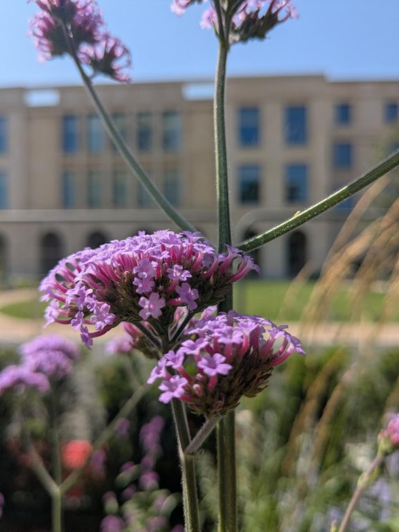 Pollinators 4