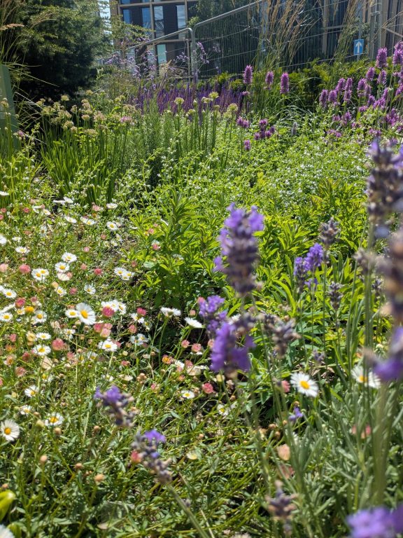 Wildflower Area