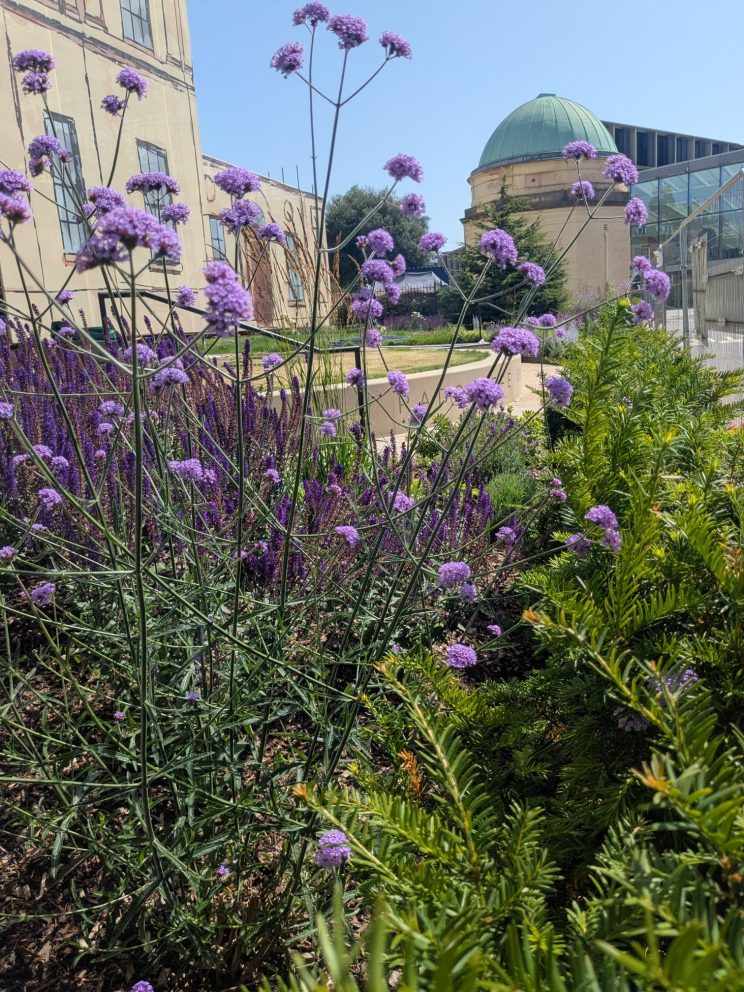 Wildflower Area South